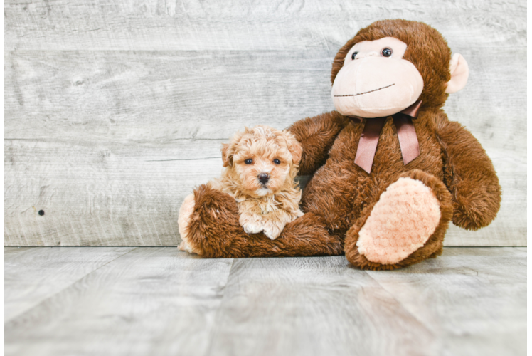 Popular Maltipoo Poodle Mix Pup