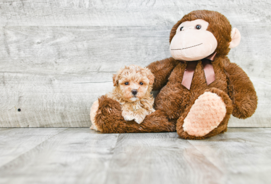 Popular Maltipoo Poodle Mix Pup