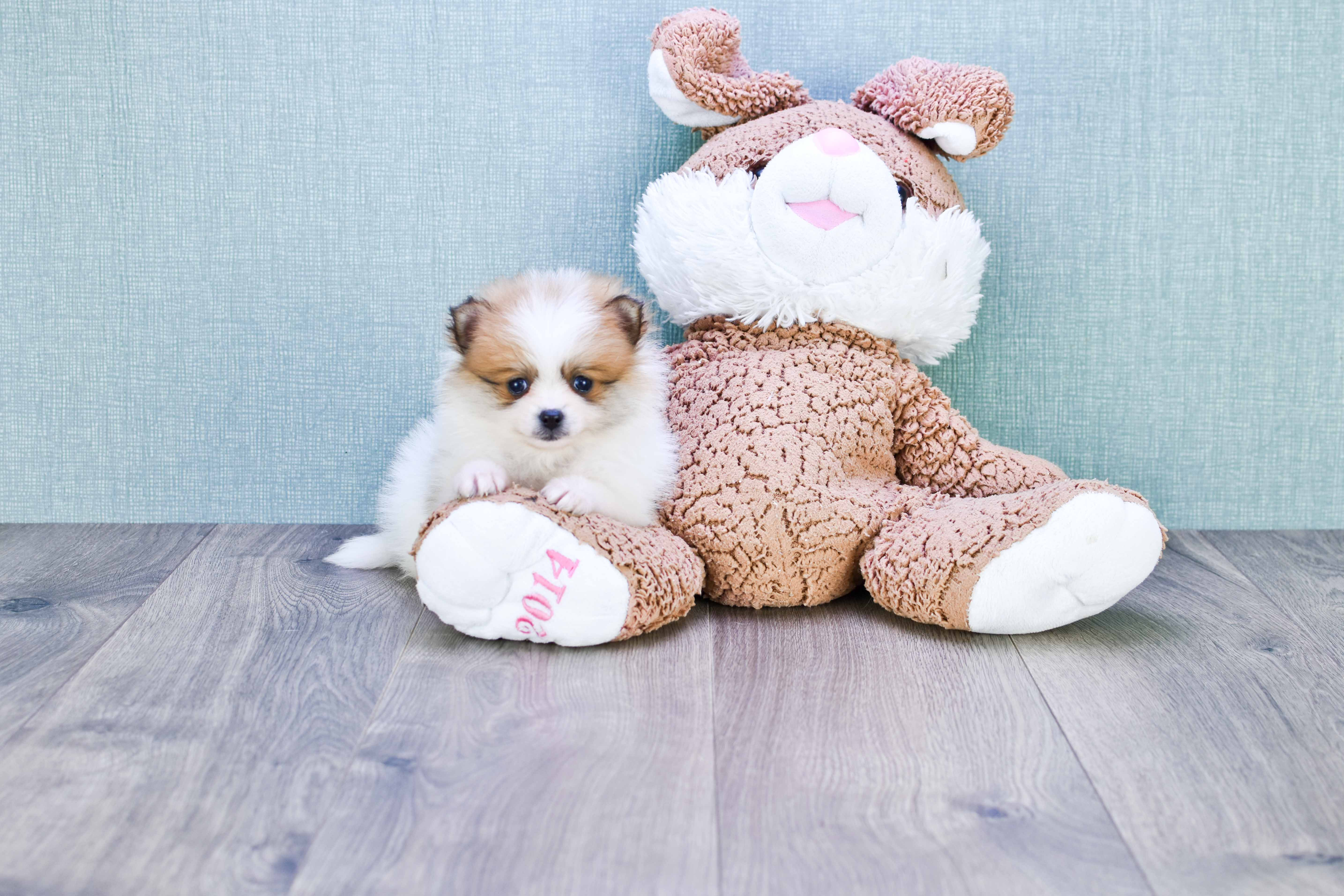 Pomeranian Puppy for Adoption