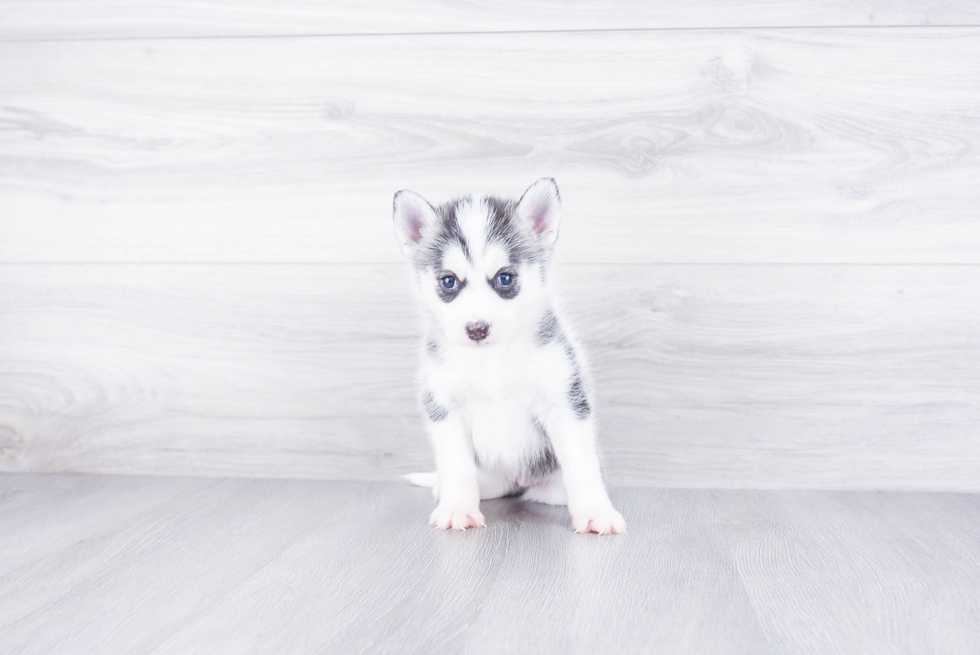 Best Pomsky Baby