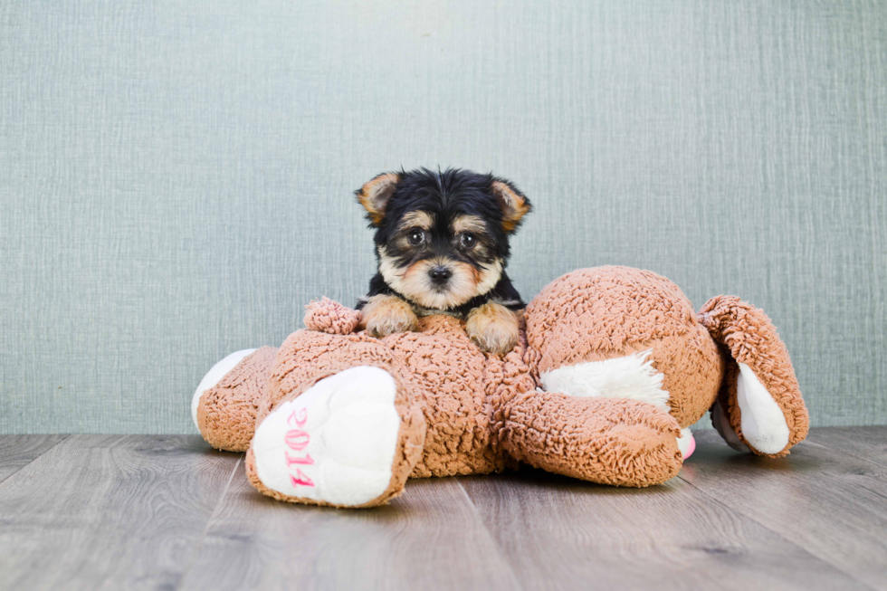 Friendly Morkie Baby