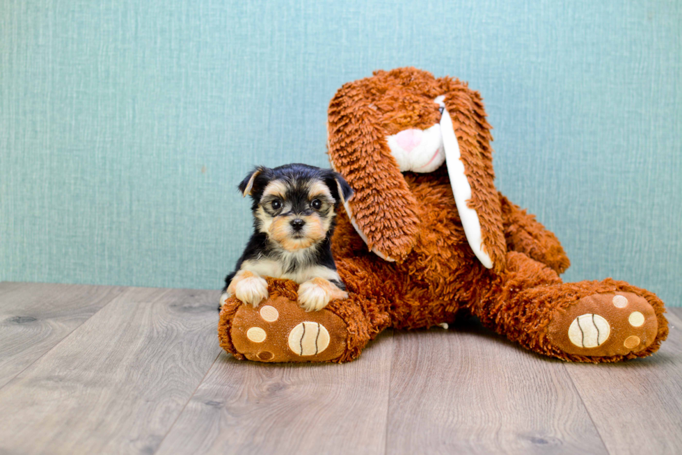 Morkie Pup Being Cute