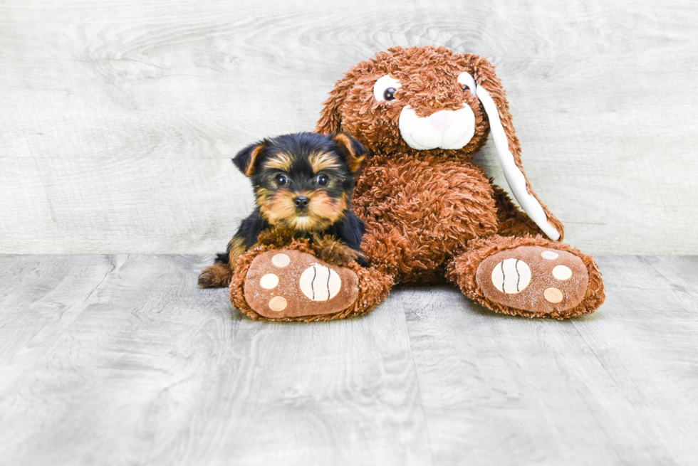 Meet Twinkle - our Yorkshire Terrier Puppy Photo 