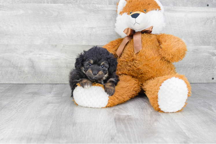 Mini Aussiedoodle Pup Being Cute