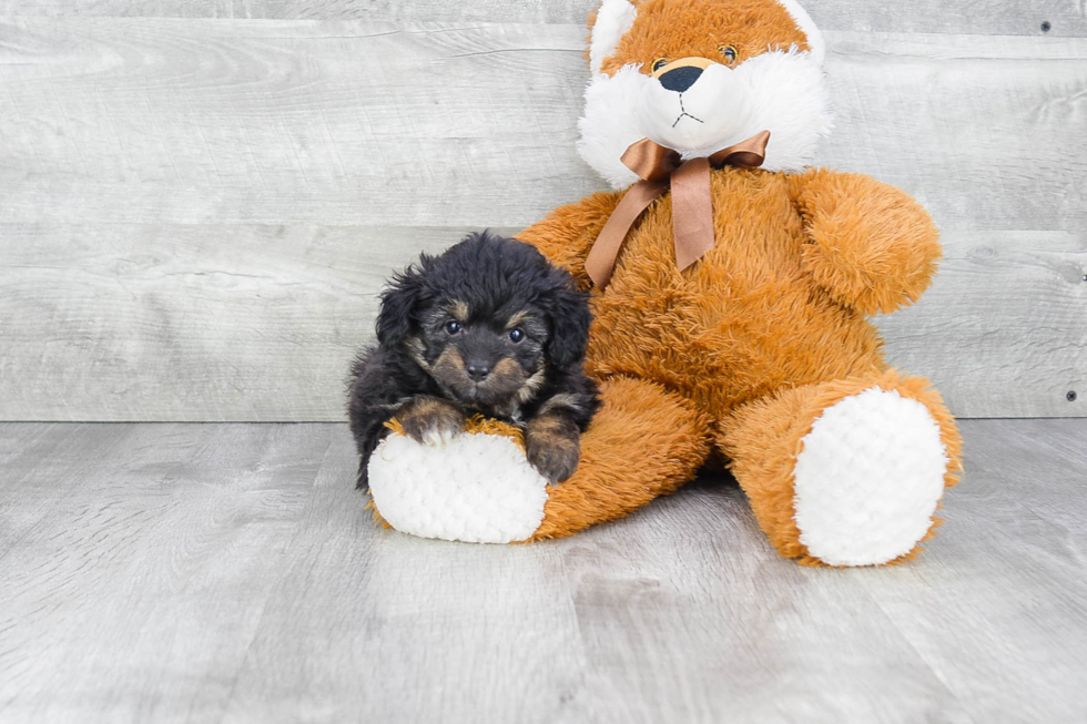 Mini Aussiedoodle Pup Being Cute