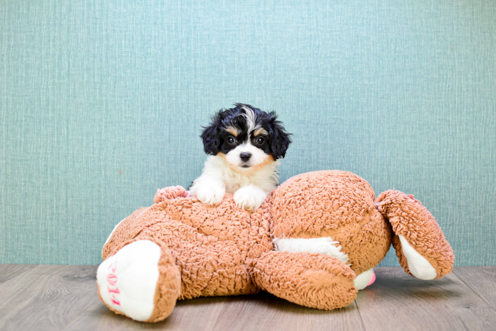 Best Cavachon Baby