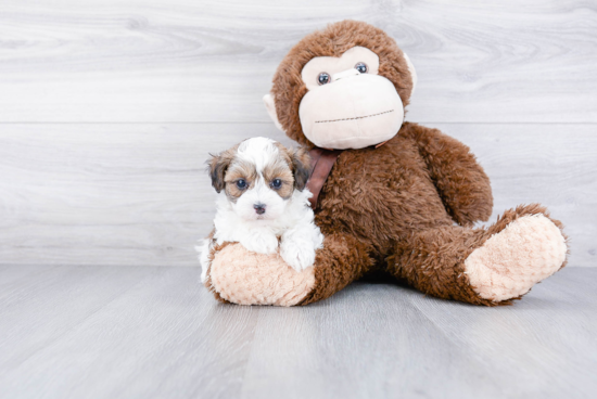 Happy Maltipoo Baby