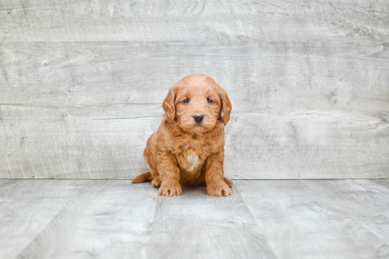 Mini Goldendoodle Puppy for Adoption