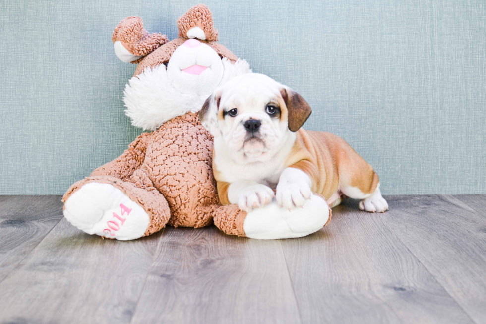 Cute English Bulldog Mix Puppy