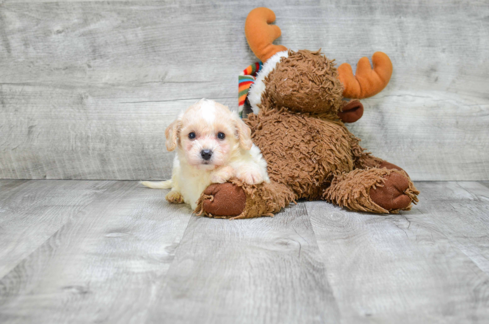 Cavachon Pup Being Cute