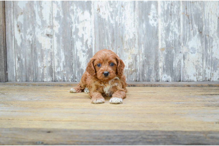 Funny Cavapoo Poodle Mix Pup