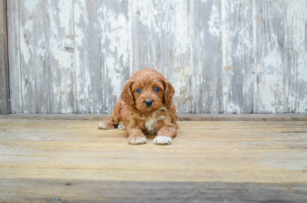 Funny Cavapoo Poodle Mix Pup