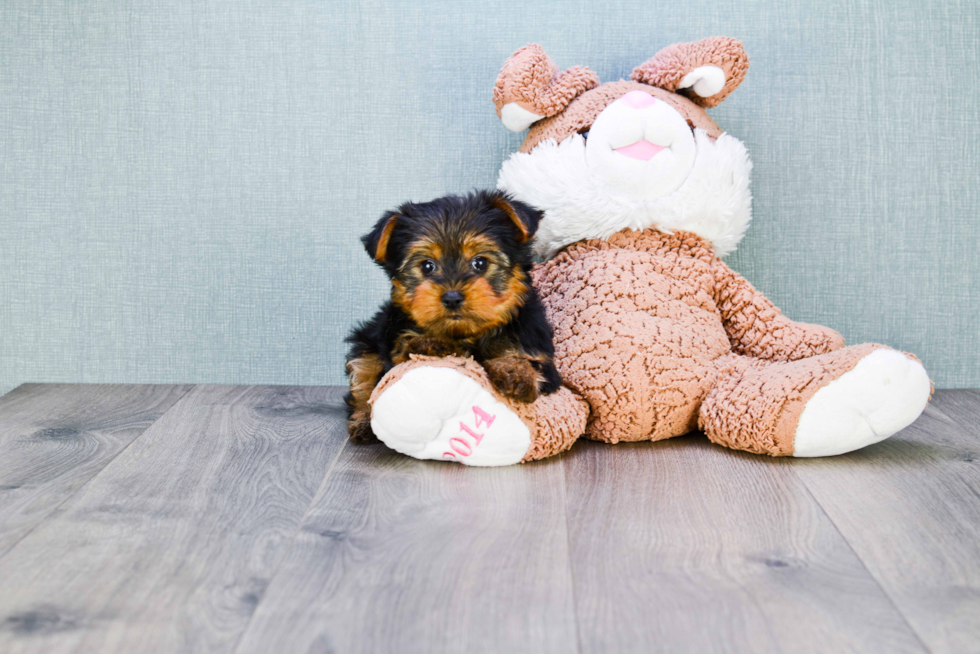 Meet Jeremy - our Yorkshire Terrier Puppy Photo 