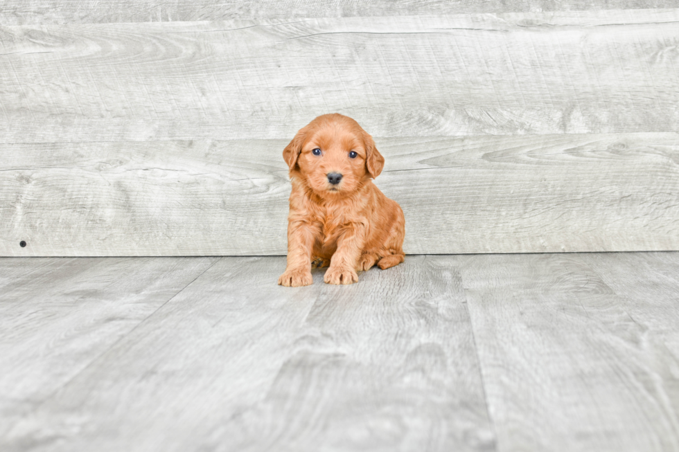 Mini Goldendoodle Pup Being Cute