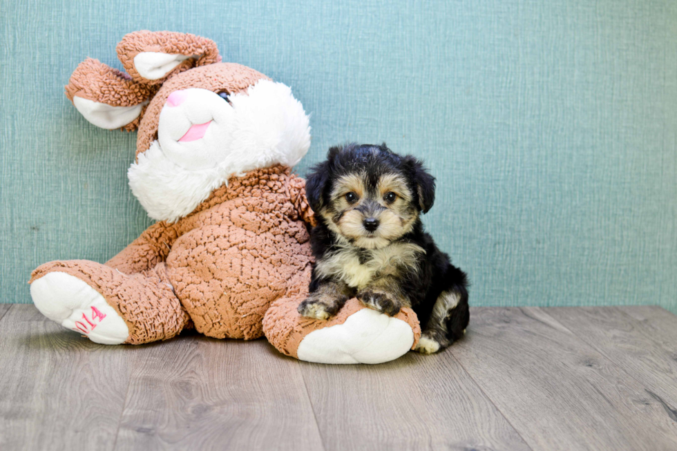 Morkie Puppy for Adoption