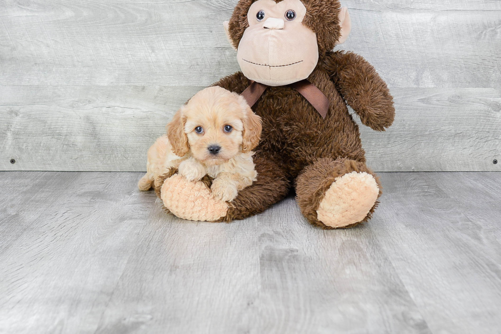 Friendly Cavachon Baby