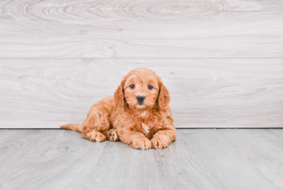 Best Mini Goldendoodle Baby