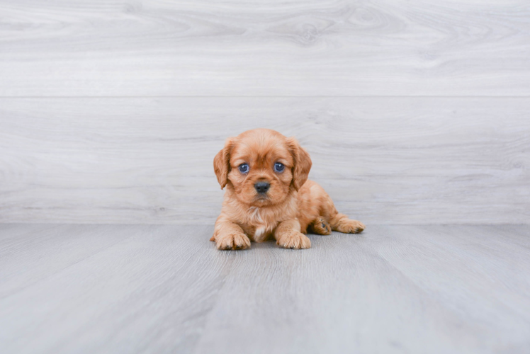 Akc Registered Cavalier King Charles Spaniel Purebred Pup