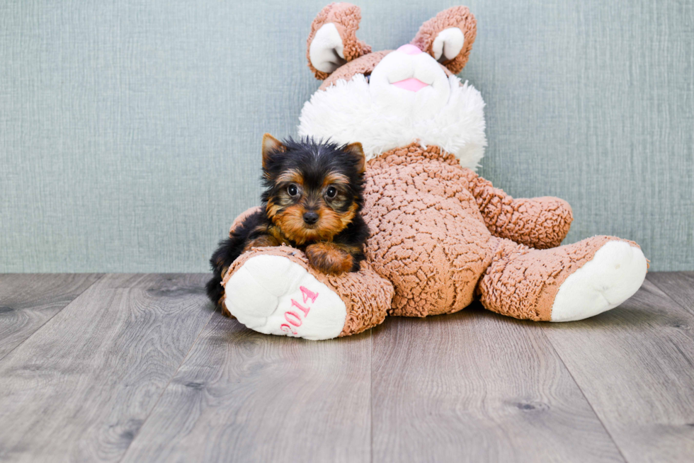 Meet Avery - our Yorkshire Terrier Puppy Photo 