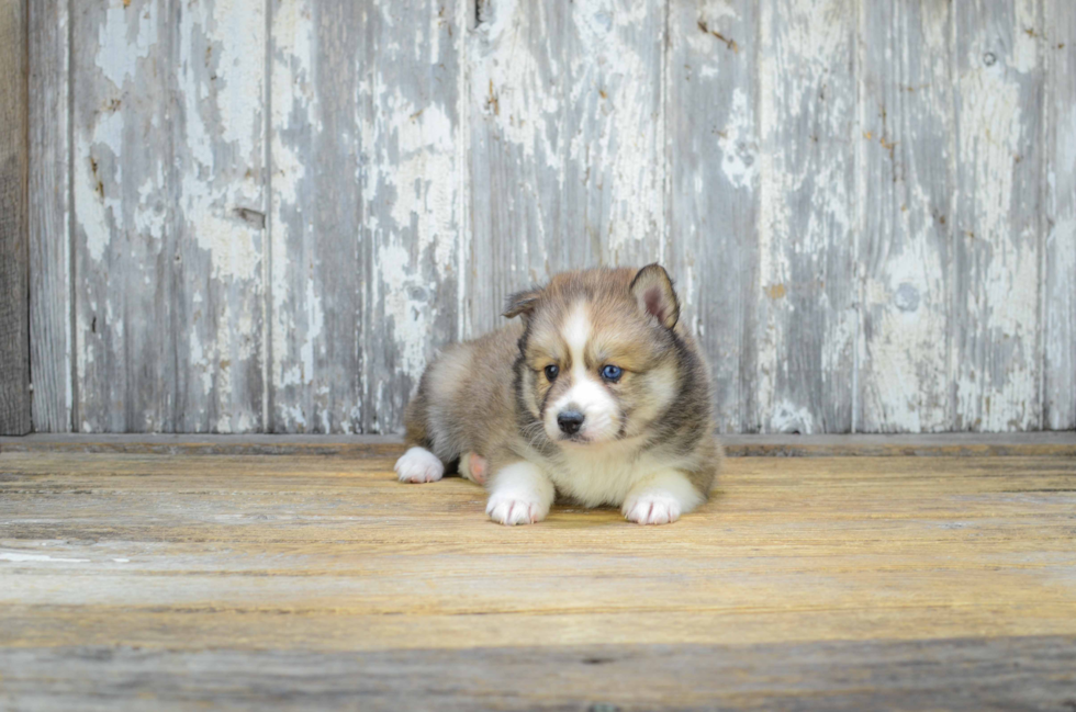 Sweet Pomsky Baby