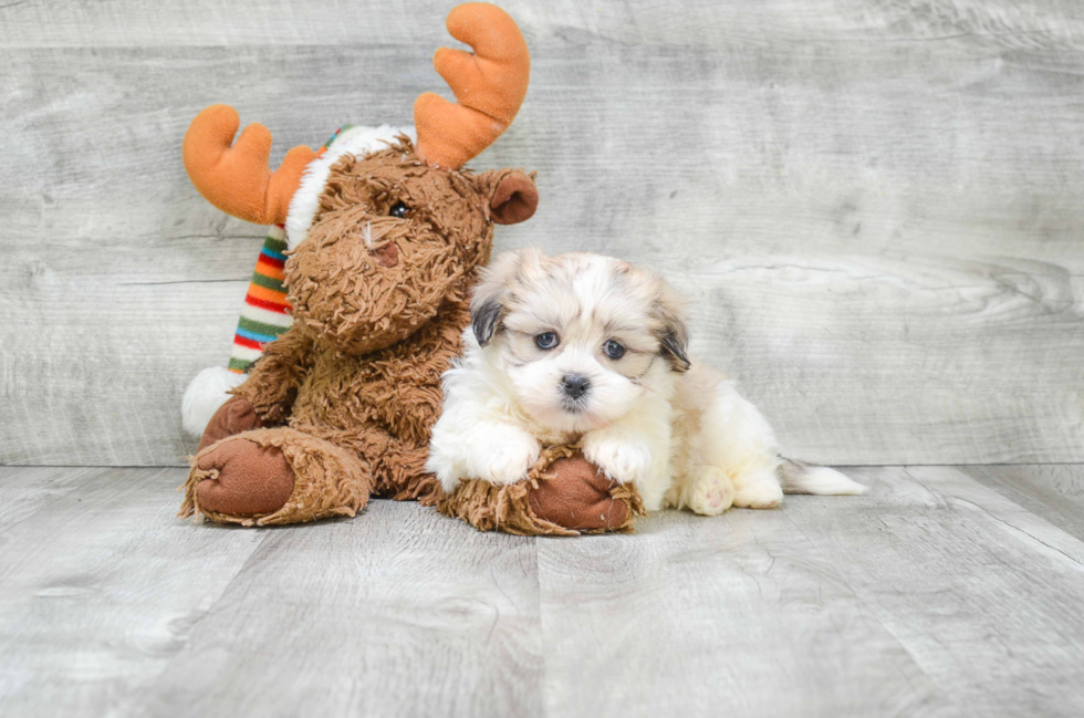 Teddy Bear Pup Being Cute