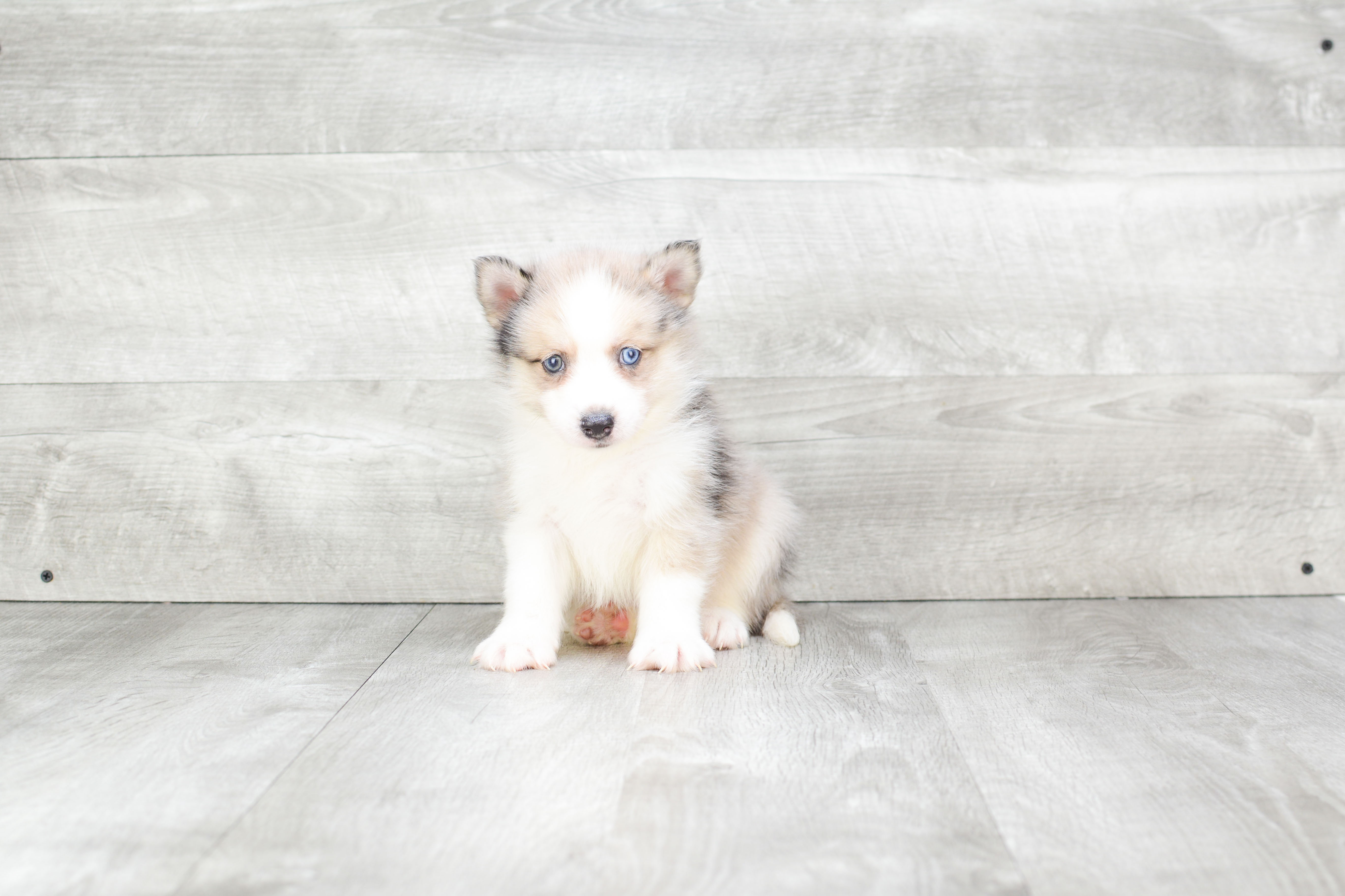 Playful Mini Husky Designer Puppy
