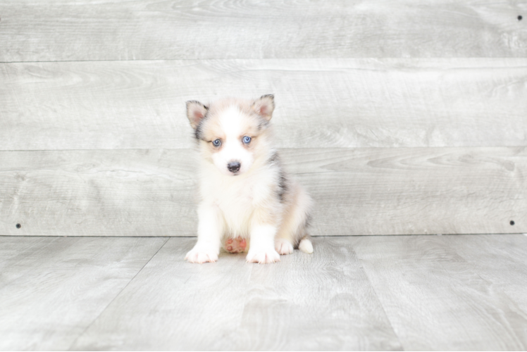 Playful Mini Husky Designer Puppy