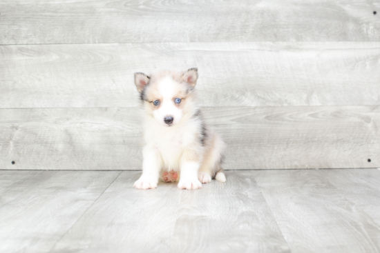 Playful Mini Husky Designer Puppy