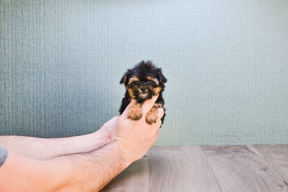 Sweet Morkie Baby