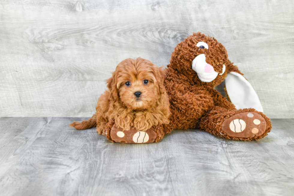 Cavapoo Puppy for Adoption