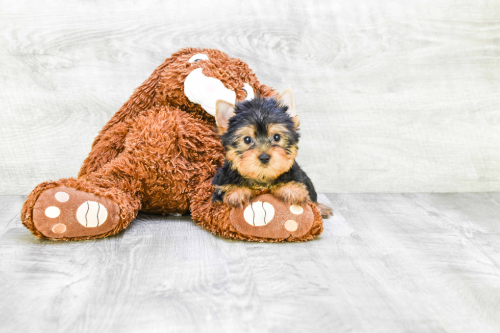 Meet Roscoe - our Yorkshire Terrier Puppy Photo 