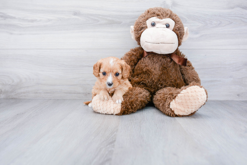 Cavapoo Puppy for Adoption