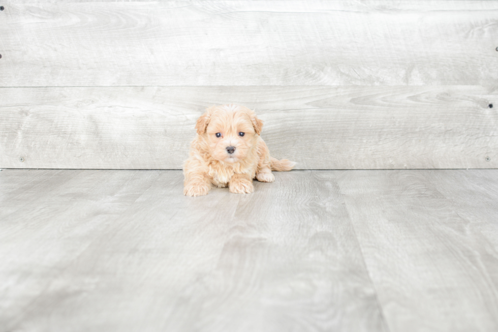 Little Maltepoo Poodle Mix Puppy