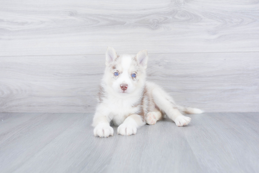 Cute Pomsky Baby