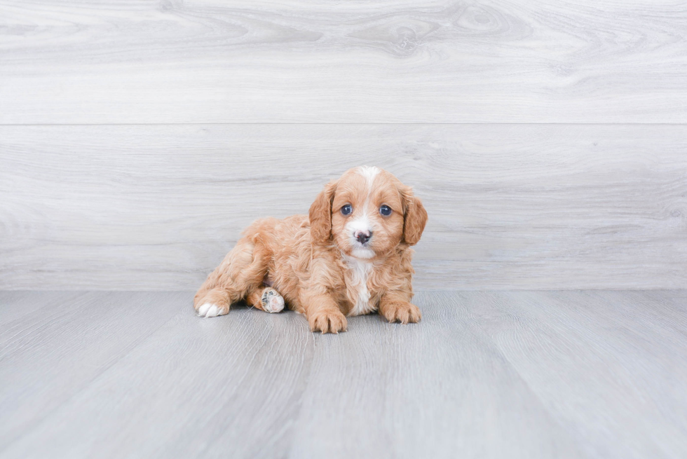 Sweet Cavapoo Baby