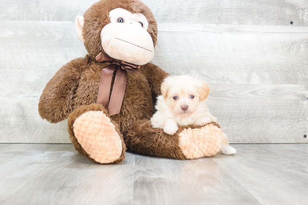 Maltipoo Pup Being Cute