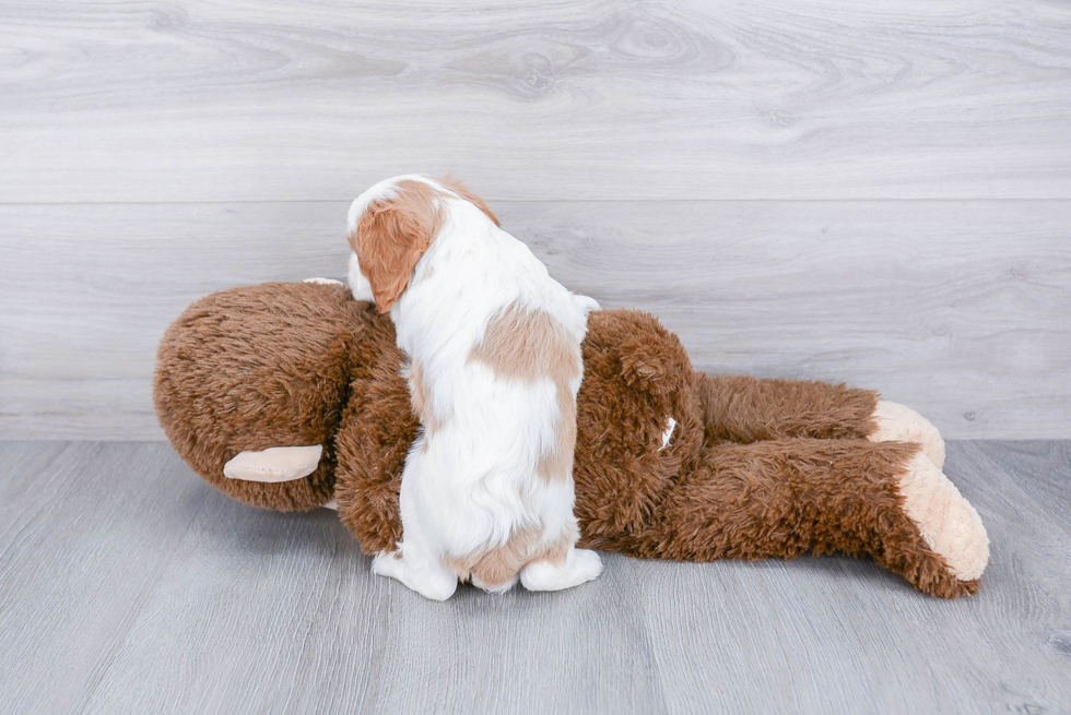 Cavalier King Charles Spaniel Pup Being Cute