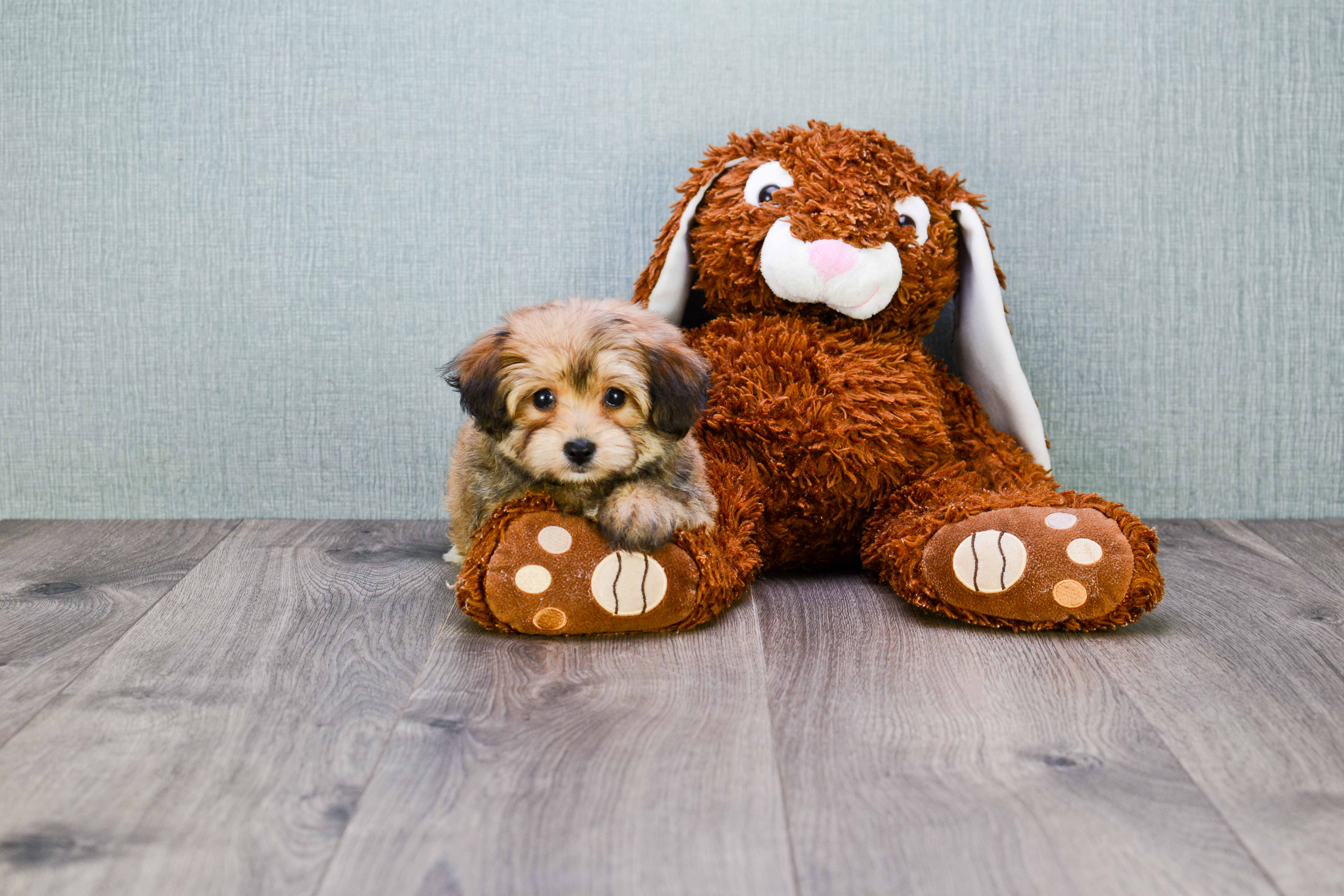 Friendly Morkie Baby