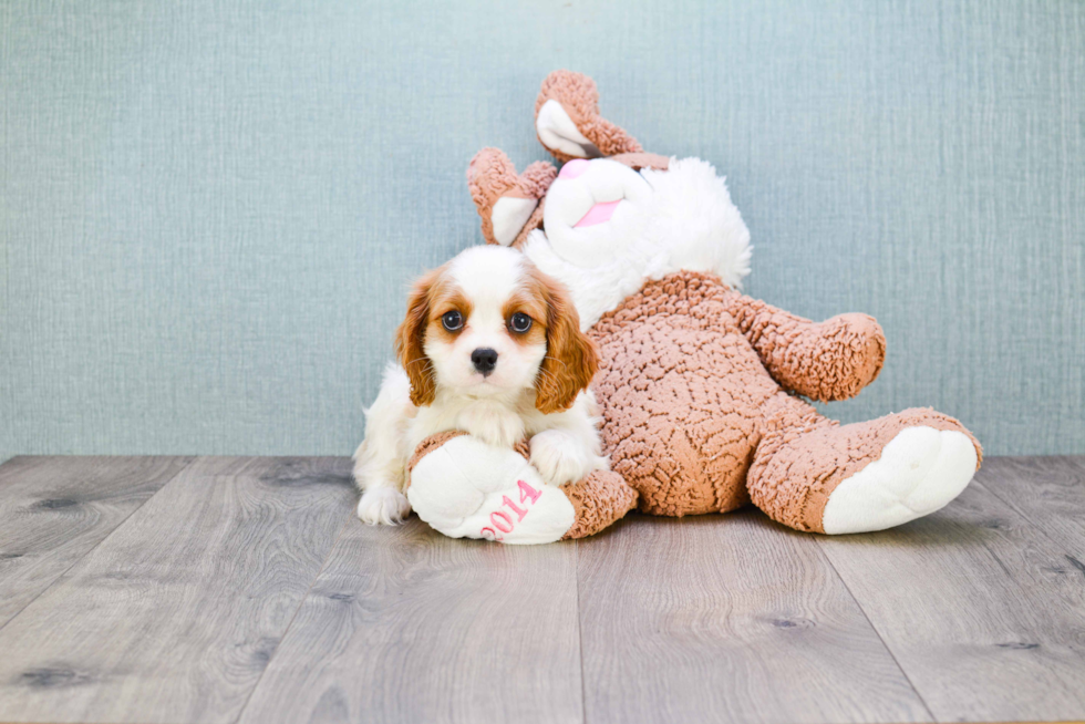 Cavalier King Charles Spaniel Pup Being Cute