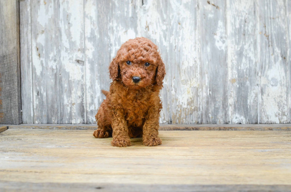 Friendly Mini Goldendoodle Baby