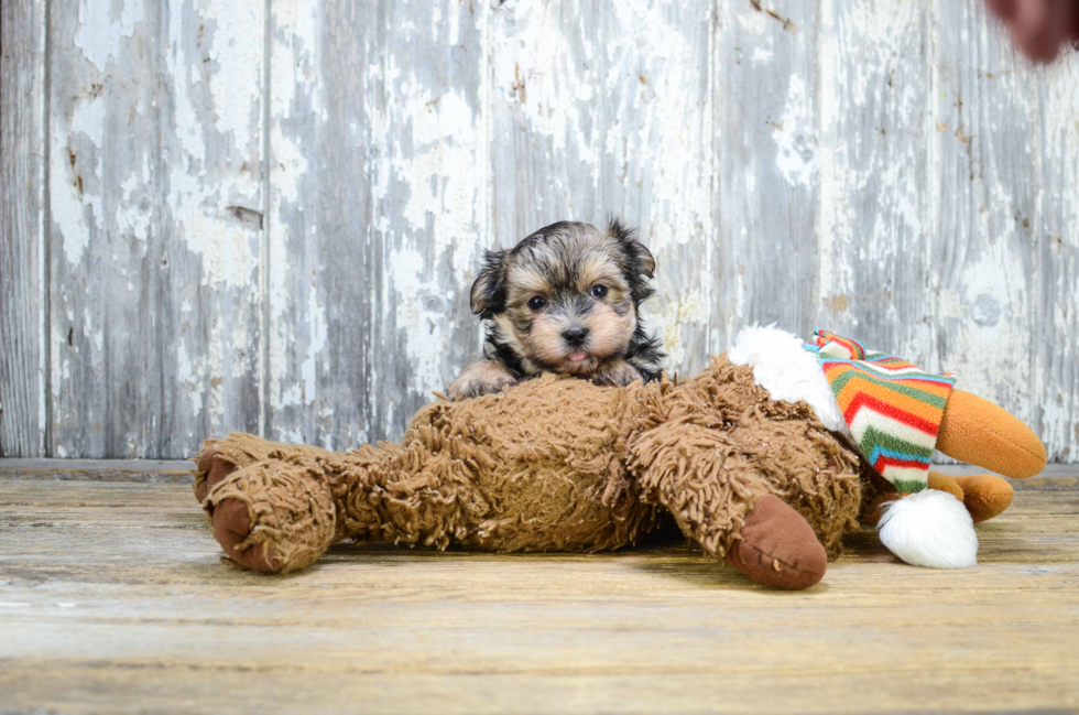 Energetic Yorkie Designer Puppy