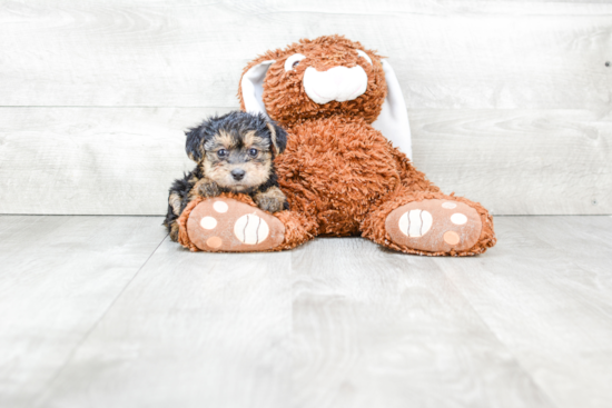 Funny Yorkie Poo Poodle Mix Pup