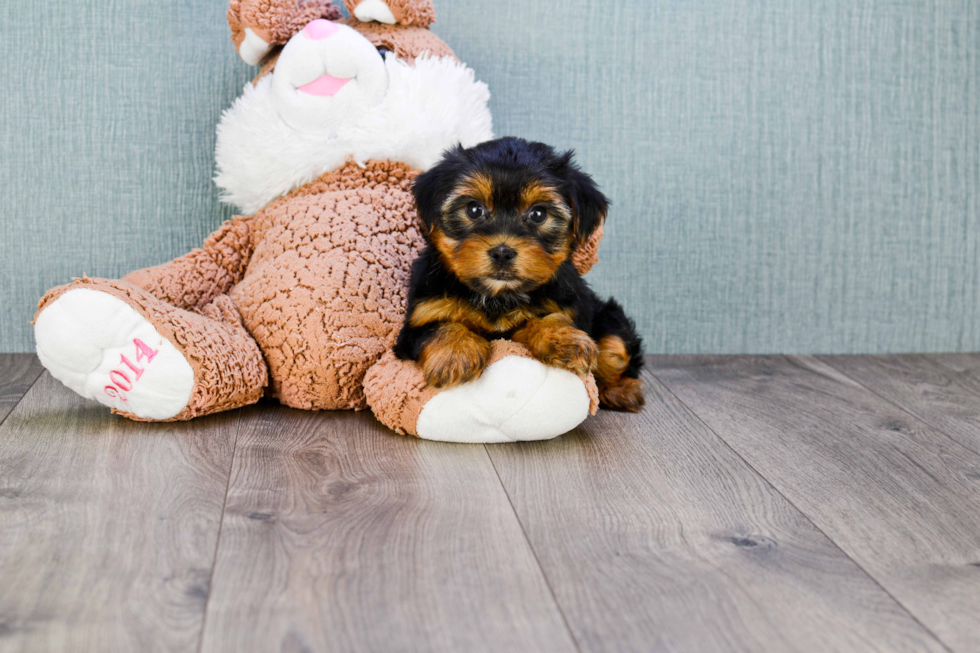 Meet Snickers - our Yorkshire Terrier Puppy Photo 