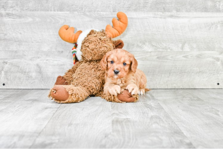 Cavapoo Pup Being Cute