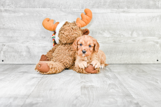 Cavapoo Pup Being Cute