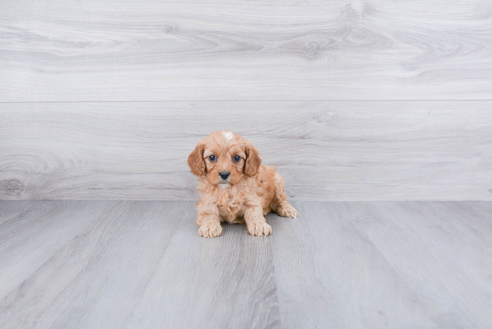 Petite Cavapoo Poodle Mix Pup