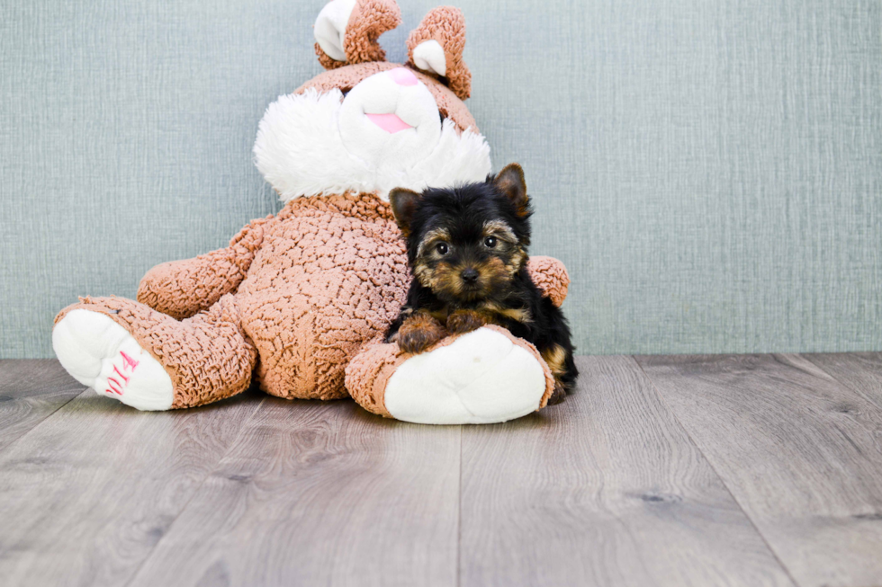 Meet Zoro - our Yorkshire Terrier Puppy Photo 