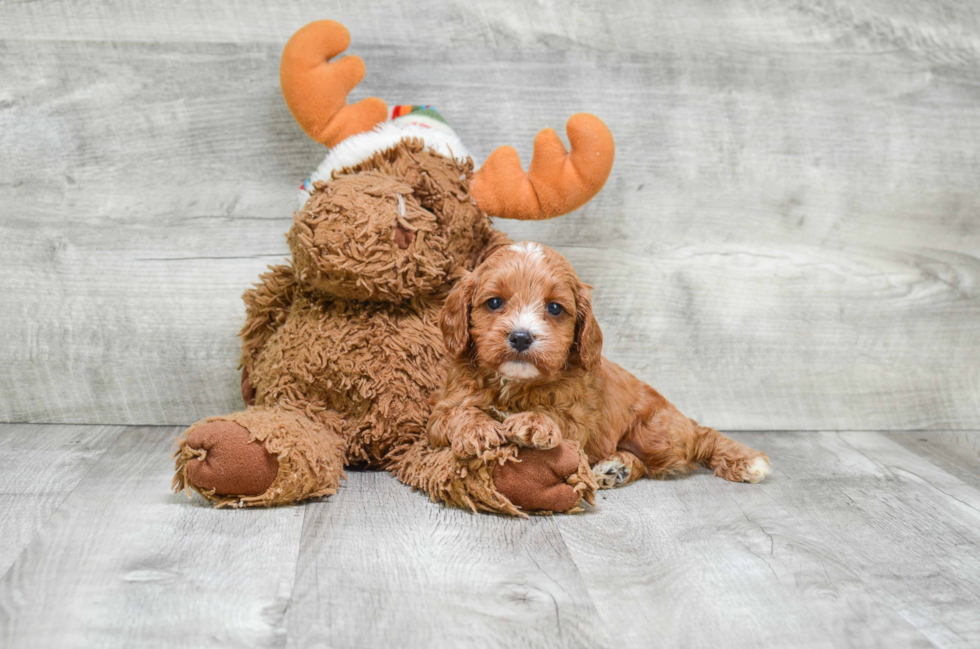 Cavapoo Puppy for Adoption