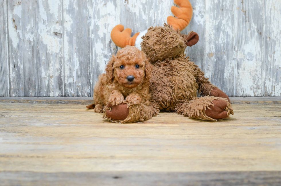 Cute Cavapoo Baby