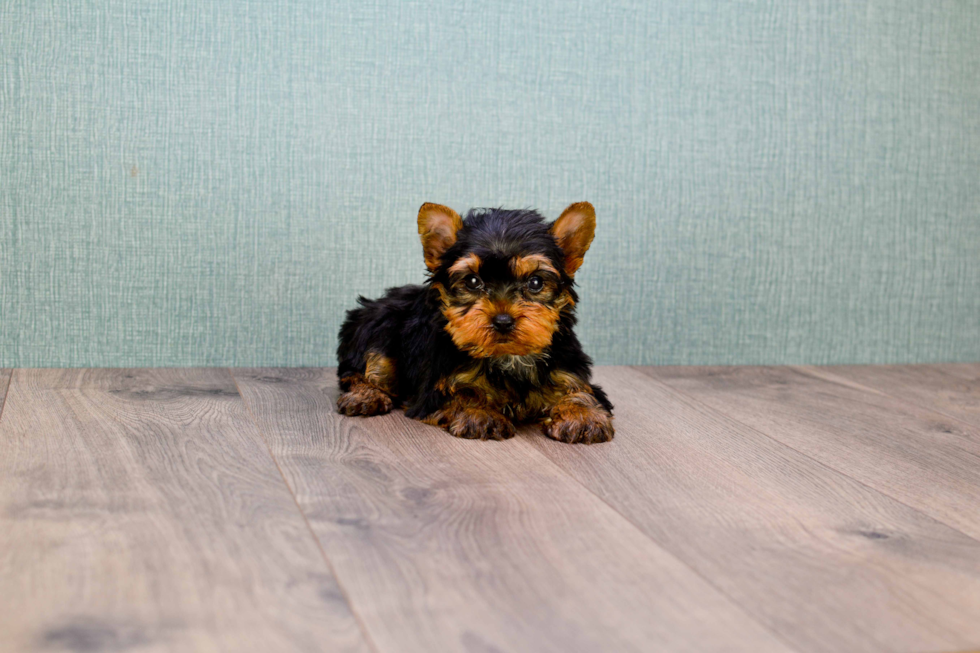 Meet Sebastian - our Yorkshire Terrier Puppy Photo 